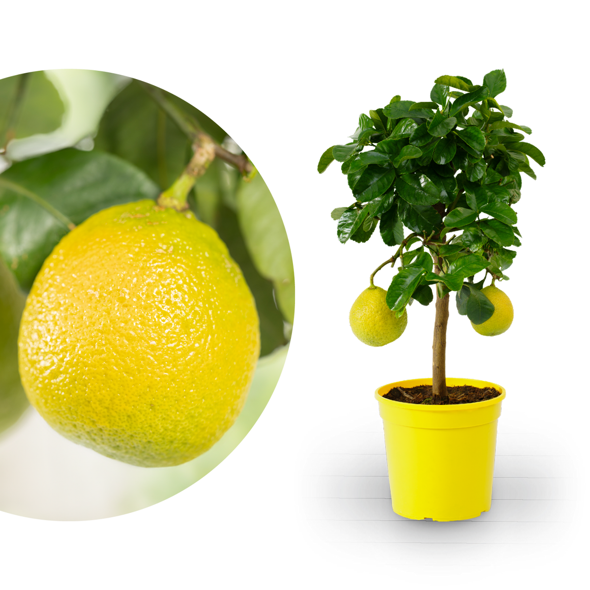 Zitronat-Zitrone LEMON TIME®
