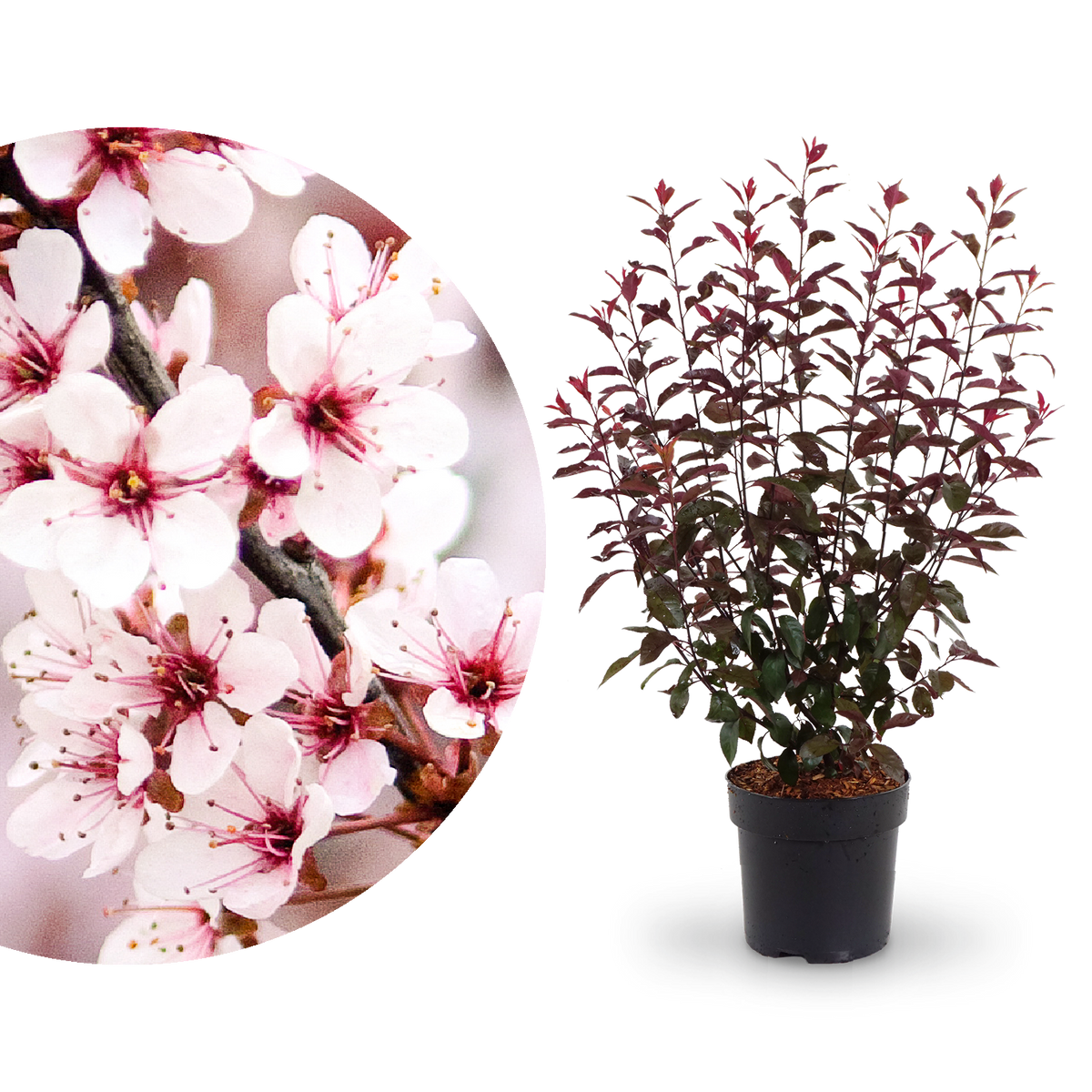 Blüte der Zwerg-Blutpflaume