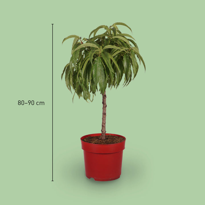 Größe der Zwerg-Nektarine 'Nectapersica'