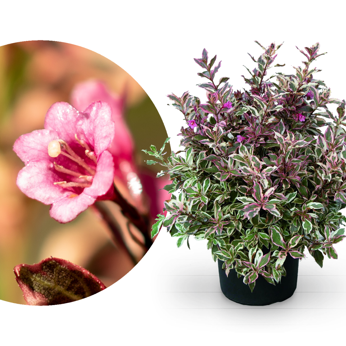 Zwerg-Weigelie 'Monet'®