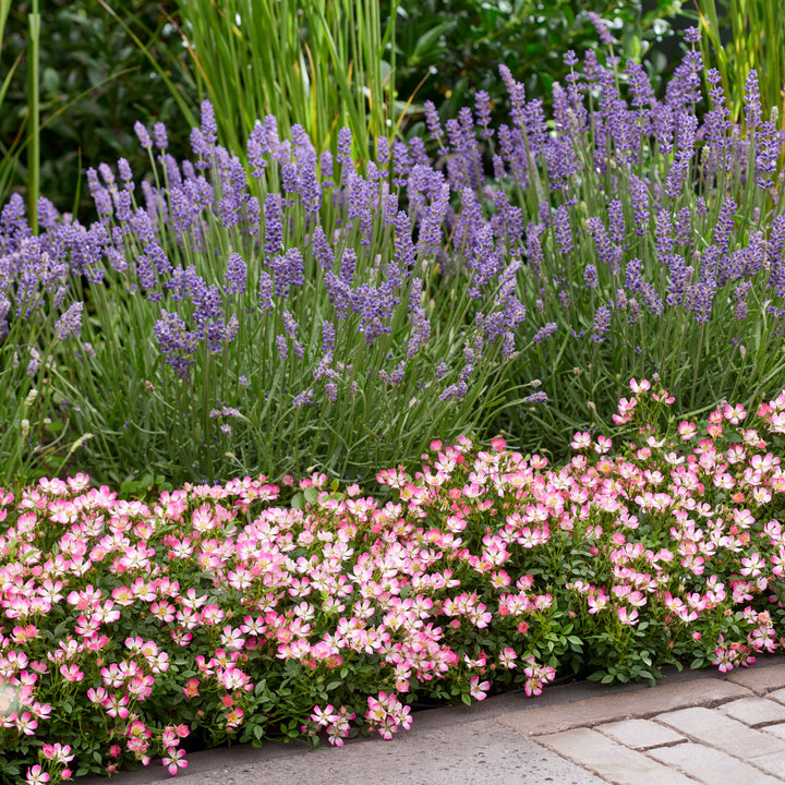 Dornenlose Zwergrose 'Cutie Pie' mit Lavendel im Beet