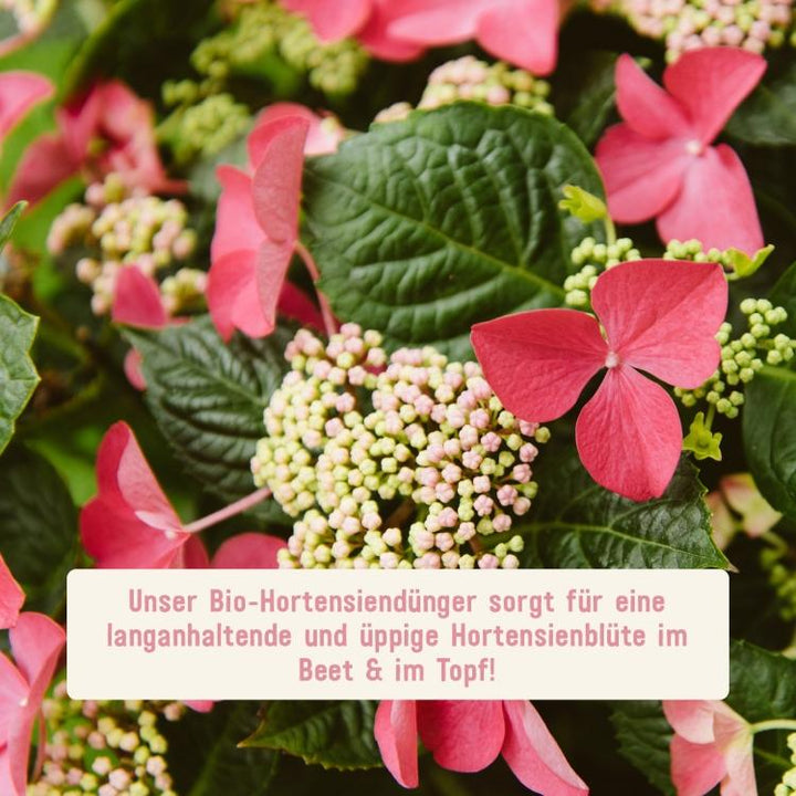 Hortensiendünger für schöne Hortensien