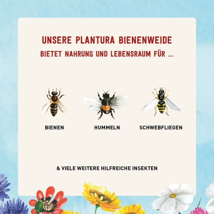 Blumensamen für Bienen Hummeln und Schwebfliegen