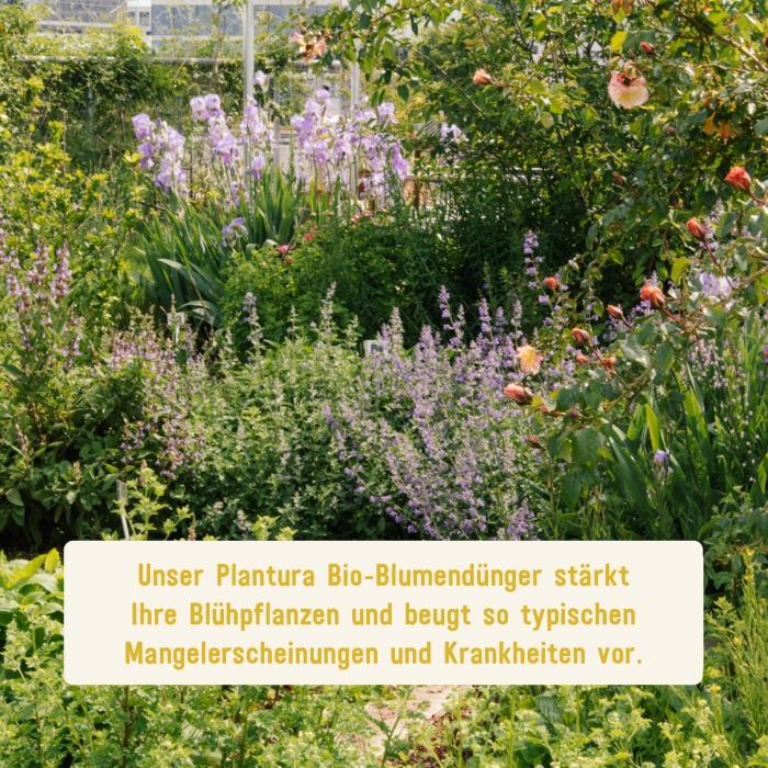Bio-Dünger für Blumen