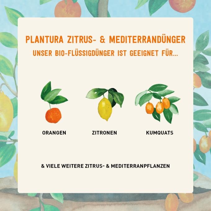 Bio-Dünger für Orangen Zitronen und Kumquats