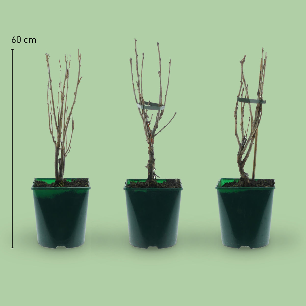 Größe des Bio-Johannisbeersträucher-Sets