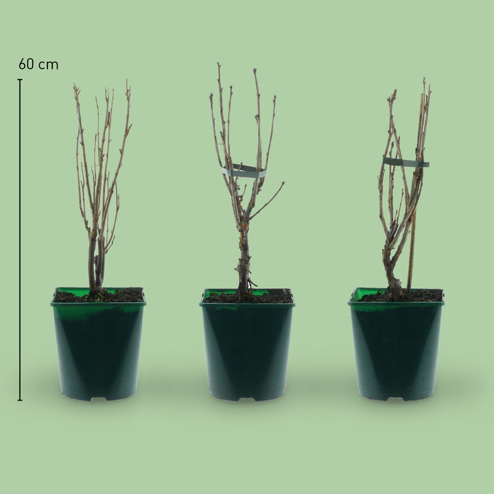 Größe des Bio-Johannisbeersträucher-Sets