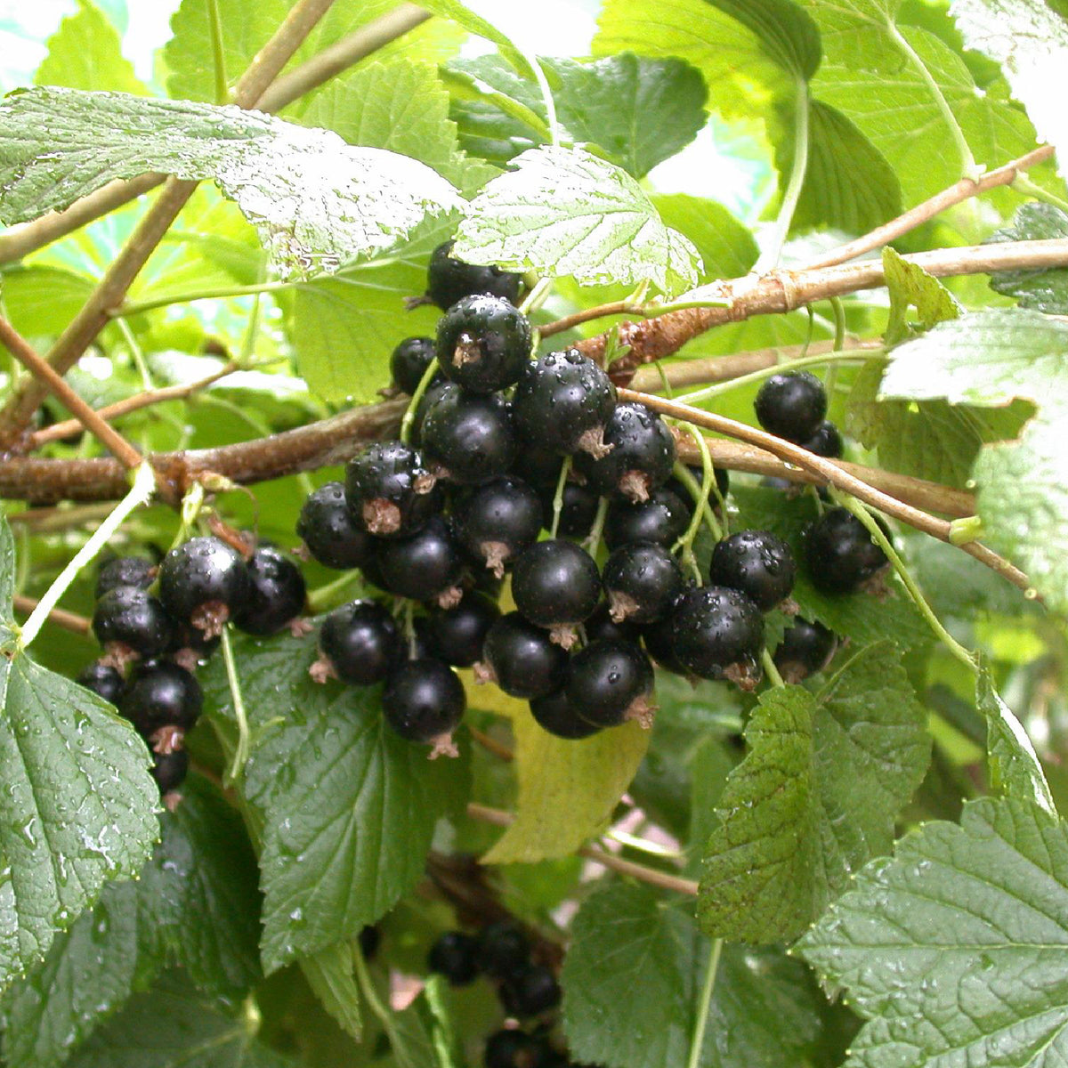 Schwarze Johannisbeere 'Titania'