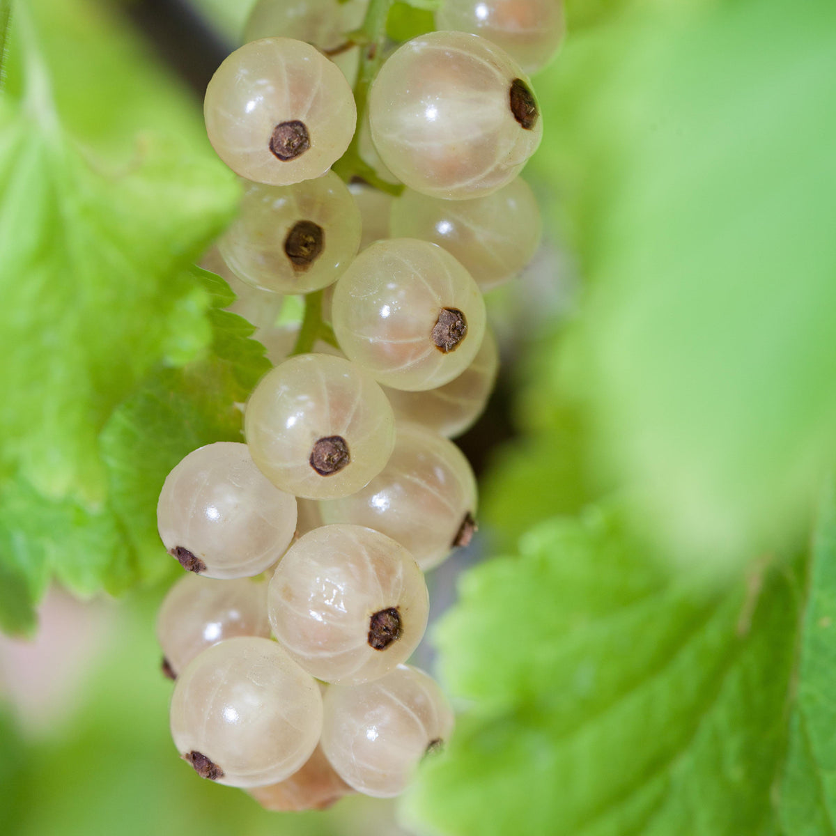 Johannisbeere 'Weiße Versailler'