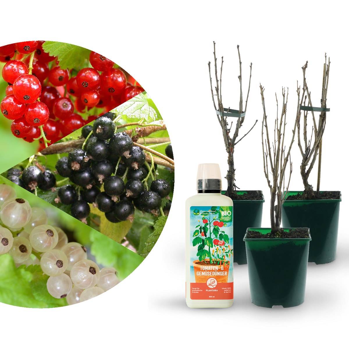 Bio-Johannisbeersträucher (3er Set) mit Flüssigdünger gratis