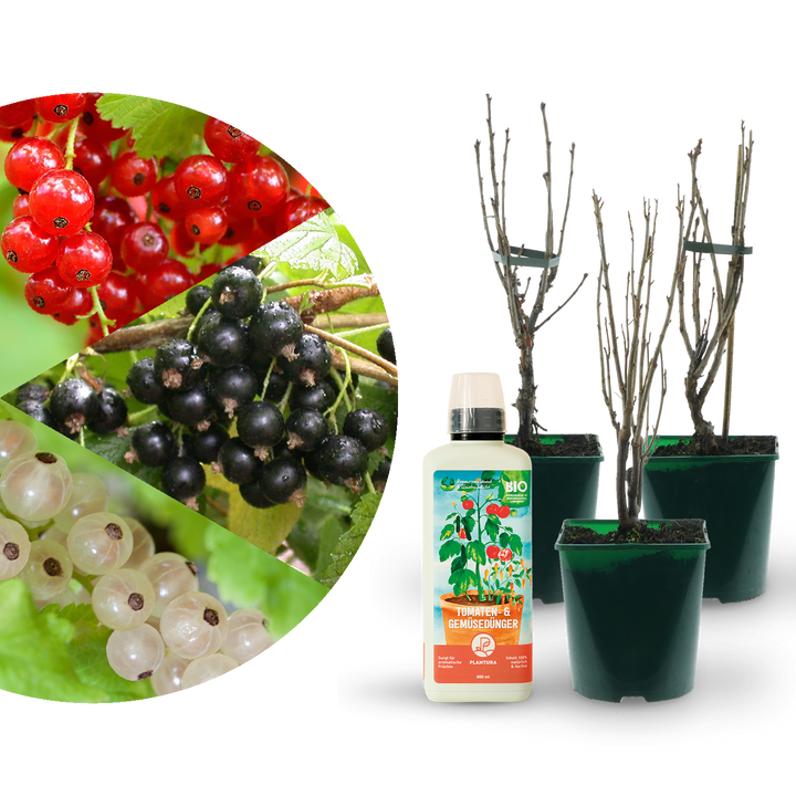 Bio-Johannisbeersträucher (3er Set) mit Flüssigdünger gratis