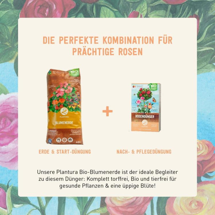 Bester Rasendünger und beste Erde für Rosen