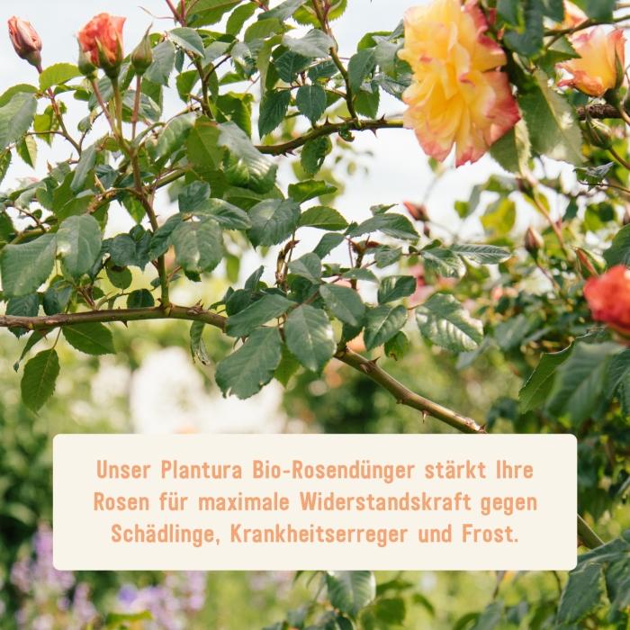 Organischen Rosendünger von Plantura für starke Rosen
