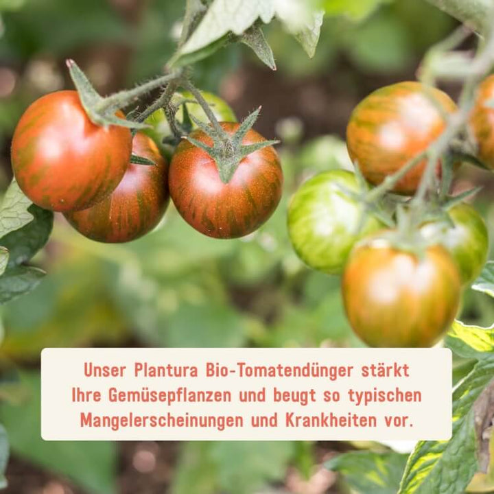 Bio-Tomatendünger für starke Pflanzen