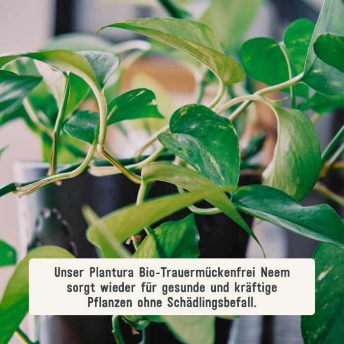 Bio-Trauermückenfrei Neem für Pflanzen