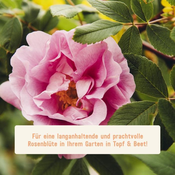 Bio-Rosendünger / 1,5 kg
