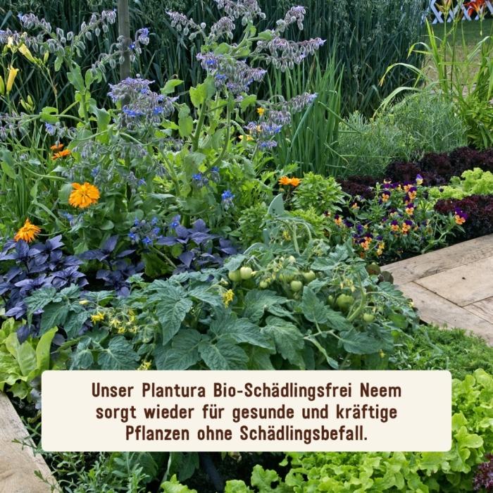 Blattläuse bekämpfen mit Schädlingsfrei von Plantura