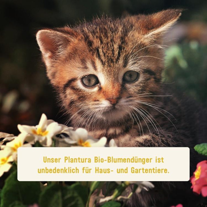 Veganer Blumendünger