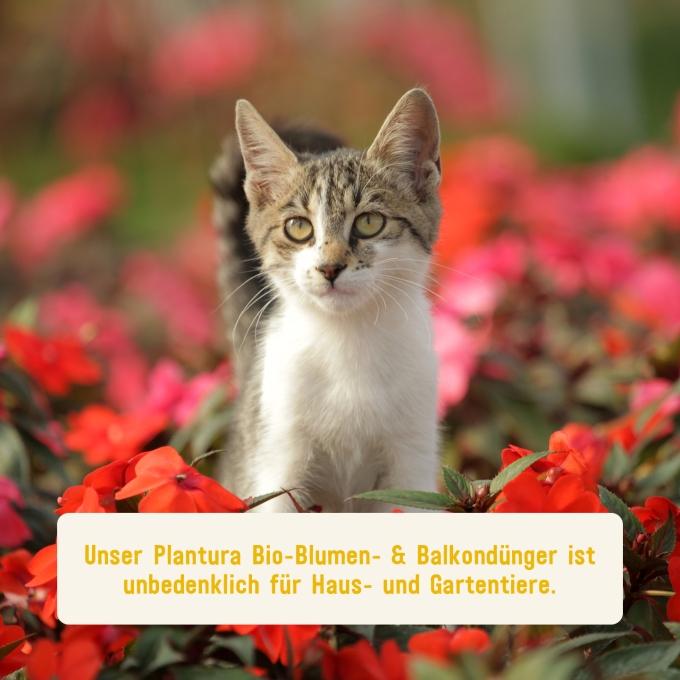 Guter Blumendünger unbedenklich für Tiere