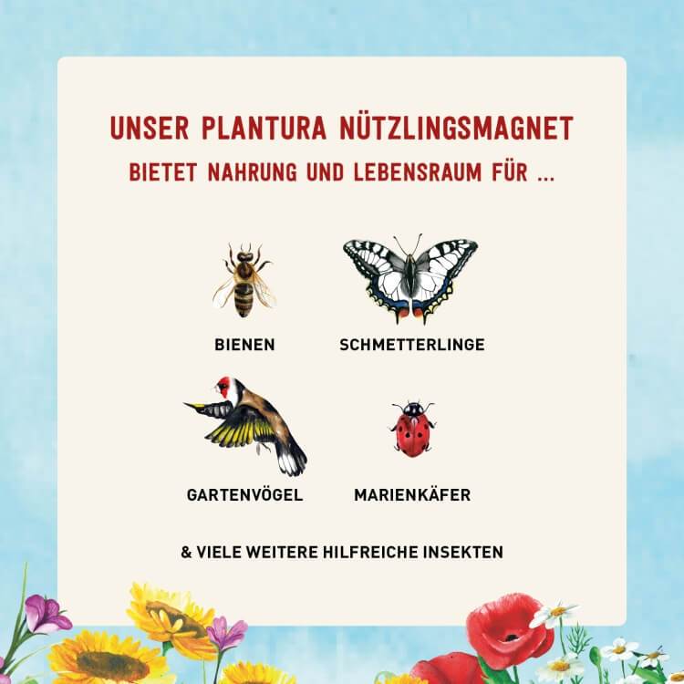 Insekten mit Blumensamen-Mischungen unterstützen