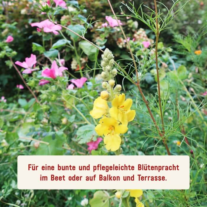 Blumensamen für Insekten