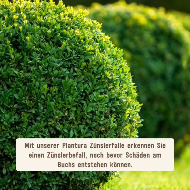 Buchsbaumzünsler Befall mit Buchsbaumzünslerfalle erkennen