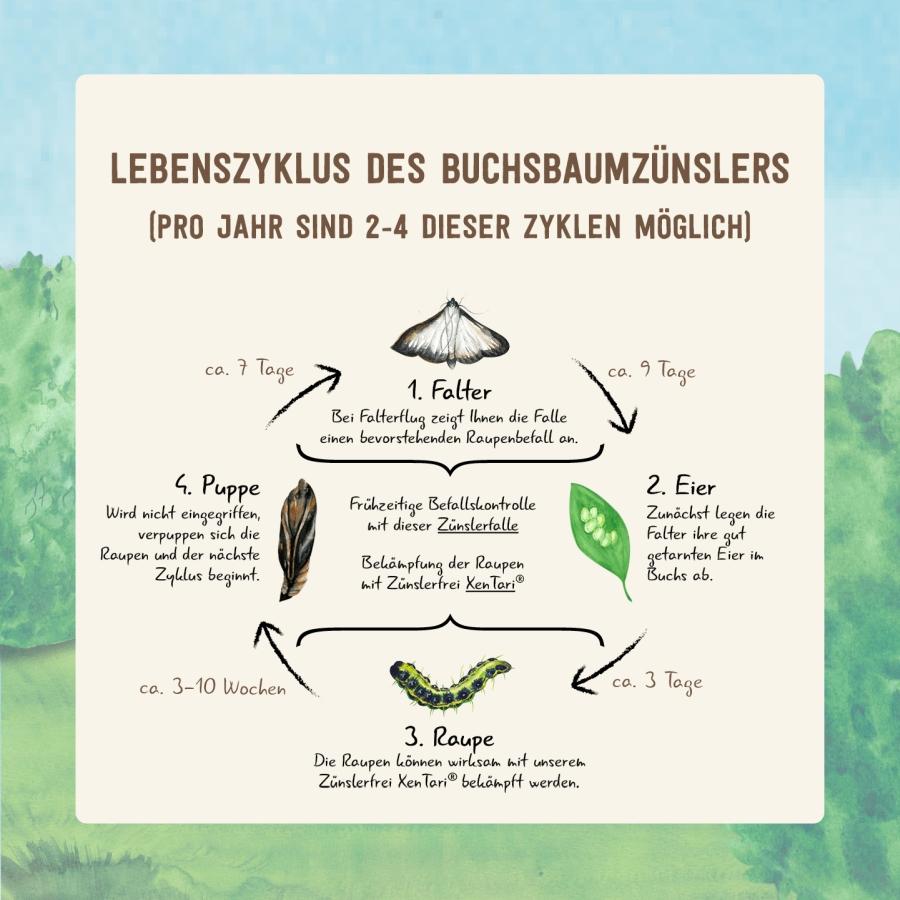 Lebenszyklus Buchsbaumzünsler