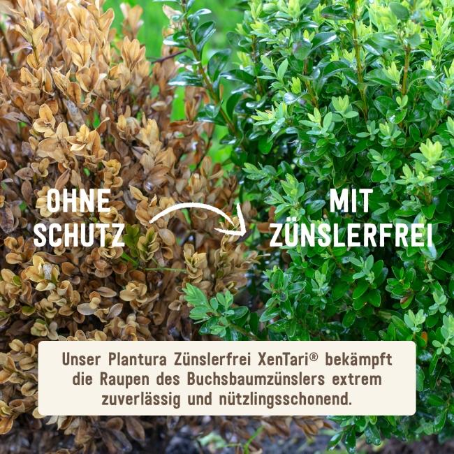 Wirksamkeit Xentari® gegen Buchsbaumzünsler