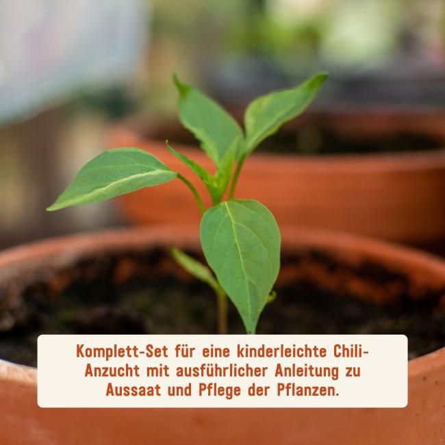 Chilis anbauen mit Anbau-Set