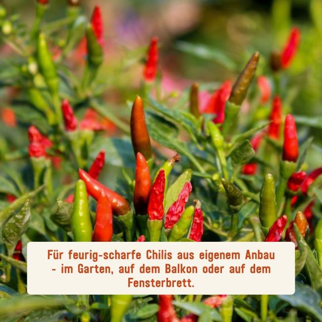 Chili-Saatgut verschiedener Sorten