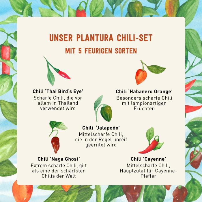 Saatgut im Plantura Chili-Set