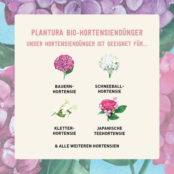 Dünger für Hortensien