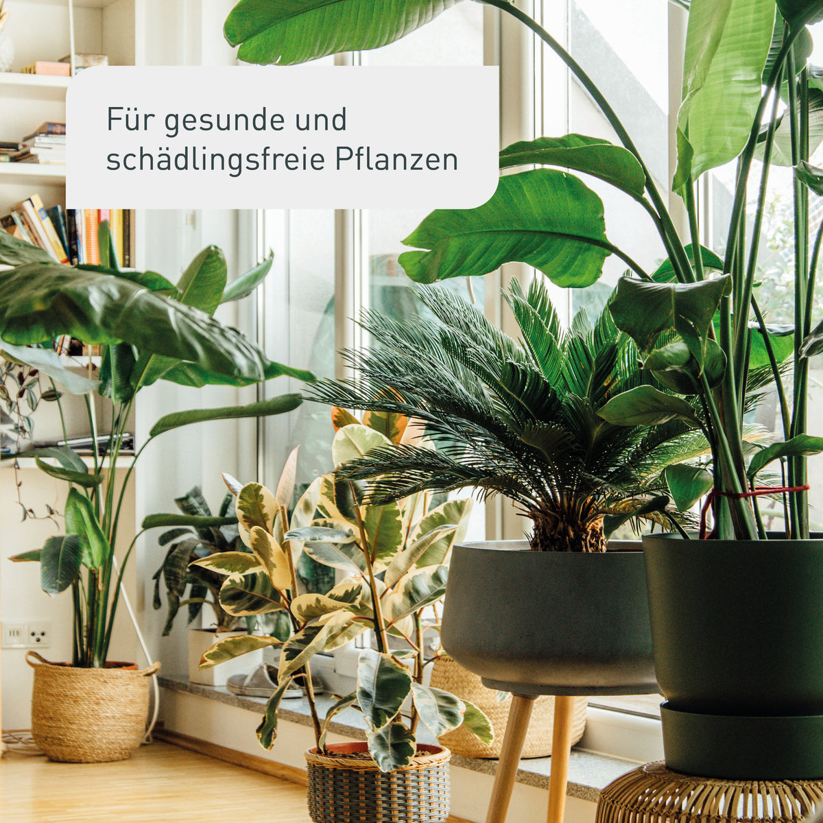 Ergebnis des Plantura Zimmerpflanzen Pflege-Sets