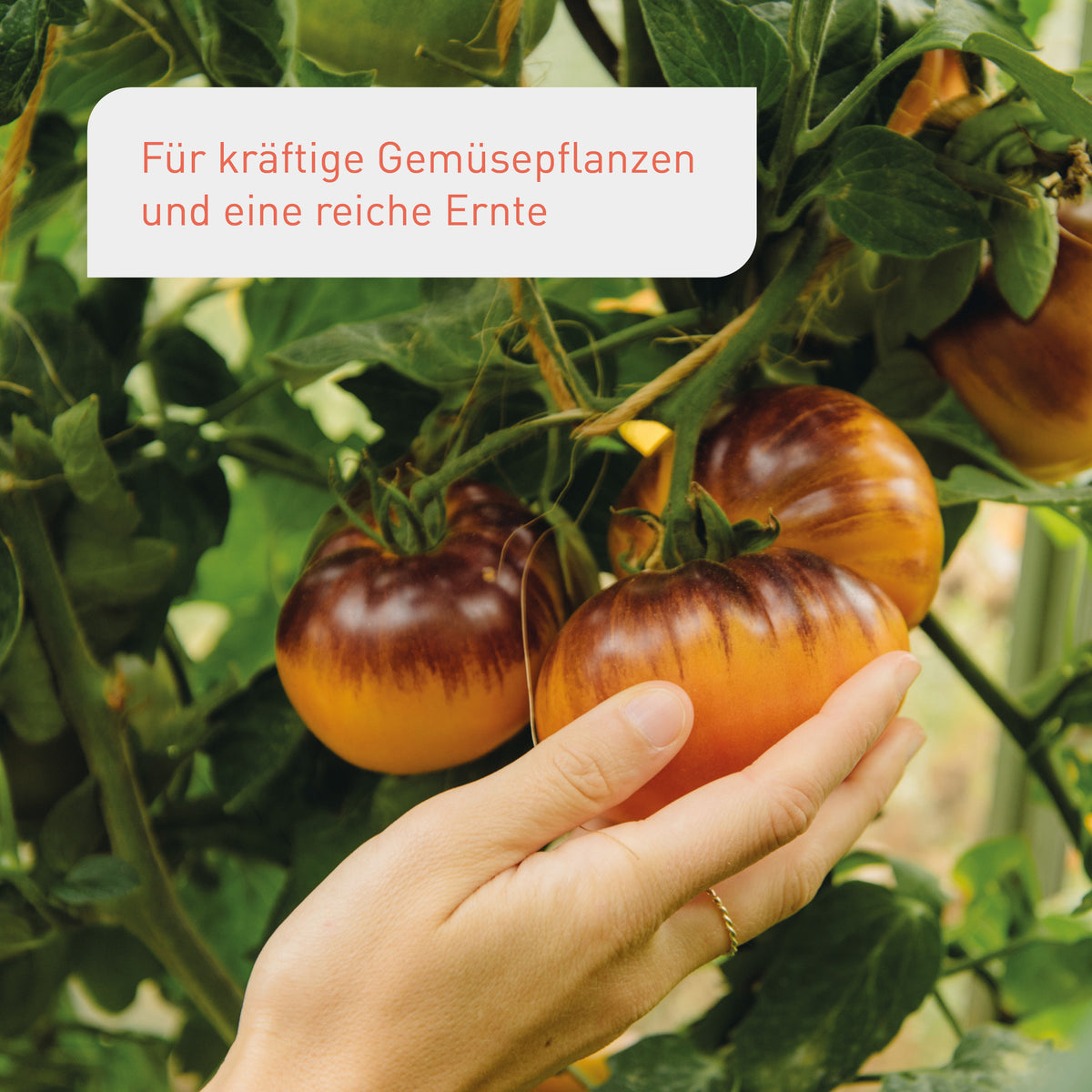 Stadtgarten Starter-Set für reiche Tomatenernte