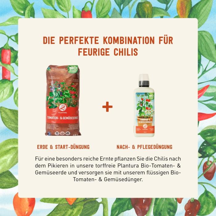 Chili-Anzuchtset