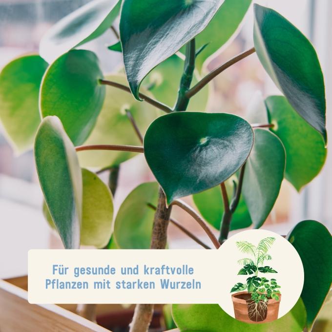 Plantura Bio-Flüssigdünger für Grünpflanzen