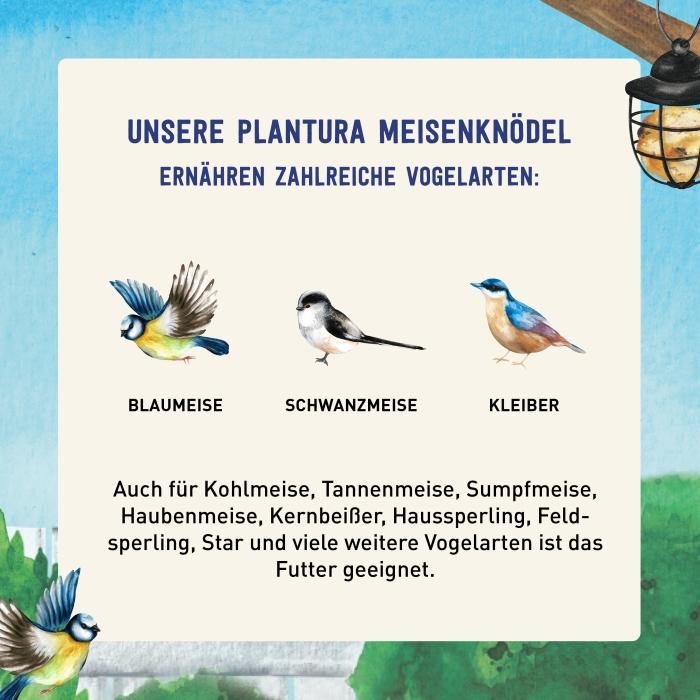 Futterknödel für verschiedene Vogelarten