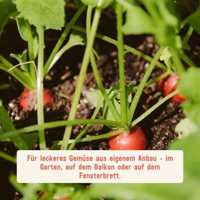 Gemüse-Saatgut verschiedener Sorten