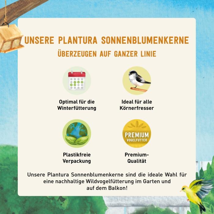 Vorteile von geschälten Sonnenblumenkernen für Vögel