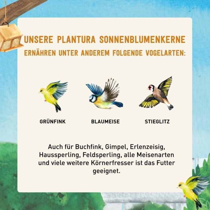 Geschälte Sonnenblumenkerne für verschiedene Vogelarten