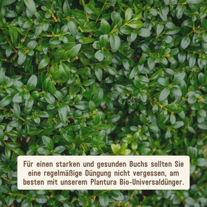 Gesunder Buchsbaum