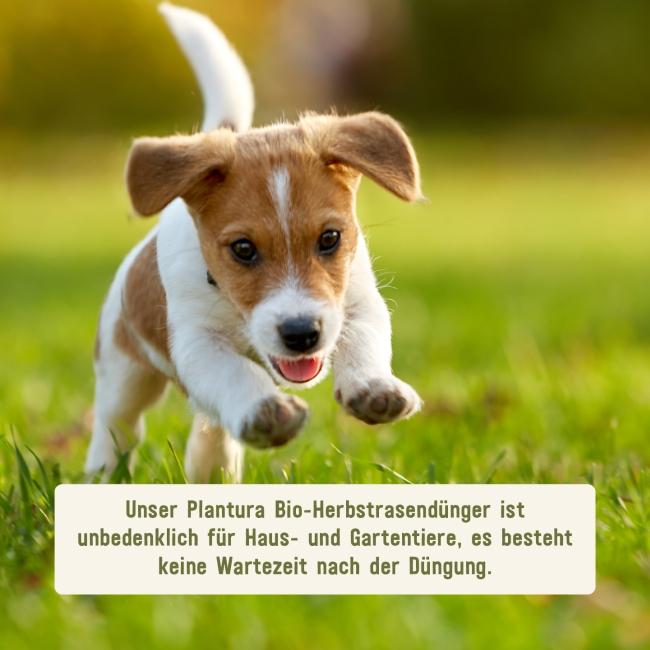 Herbstdünger für Rasen unbedenklich für Tiere
