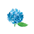 Hortensien