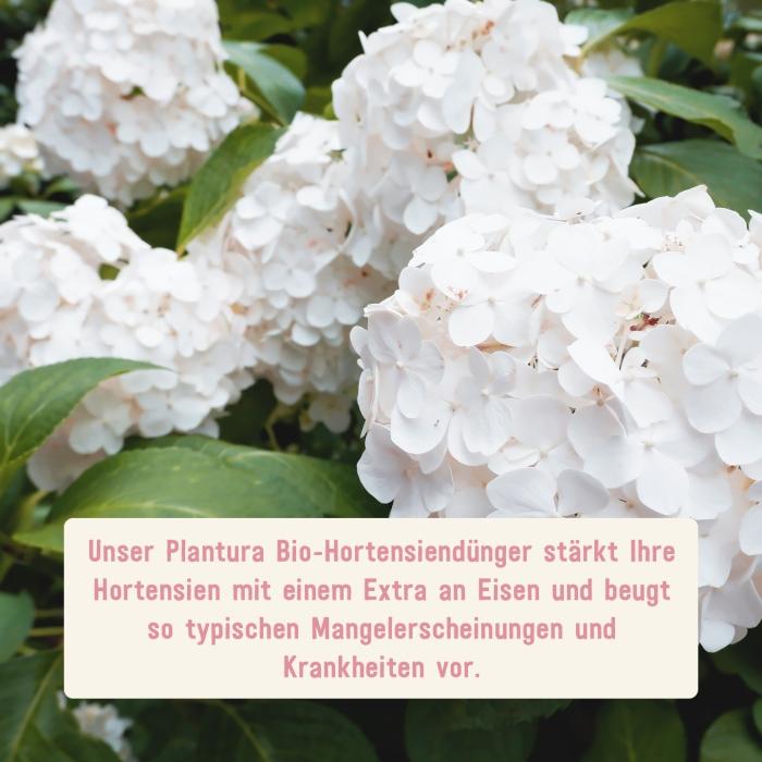 Natürlicher Dünger für Hortensien