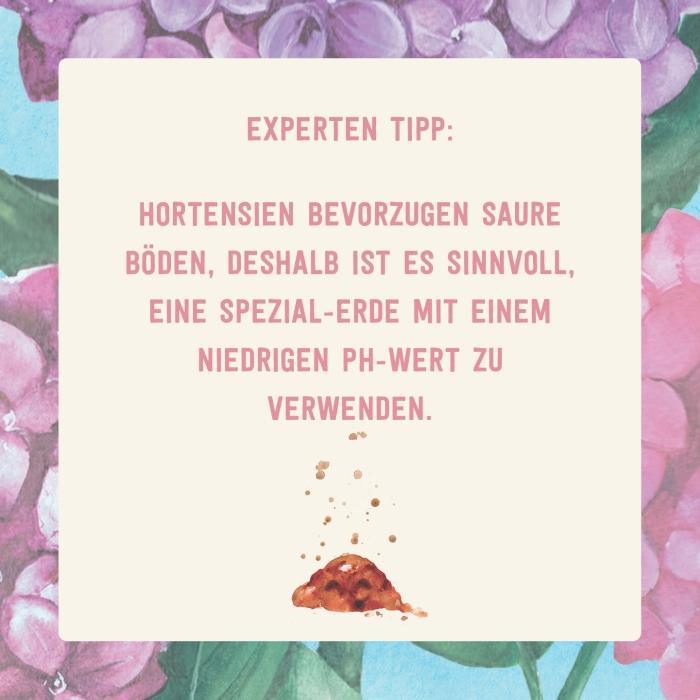 Hortensien brauchen eine Spezial-Erde