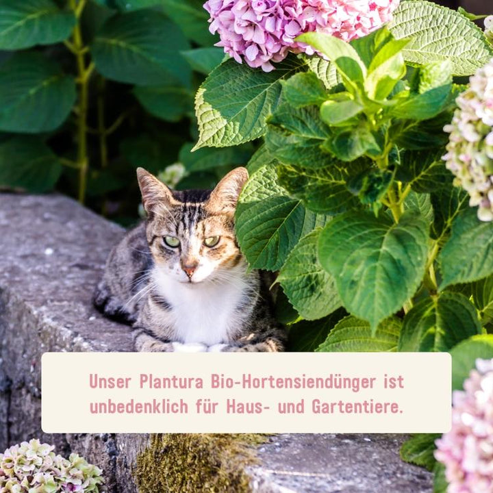 Bio-Hortensiendünger unbedenklich für Tiere