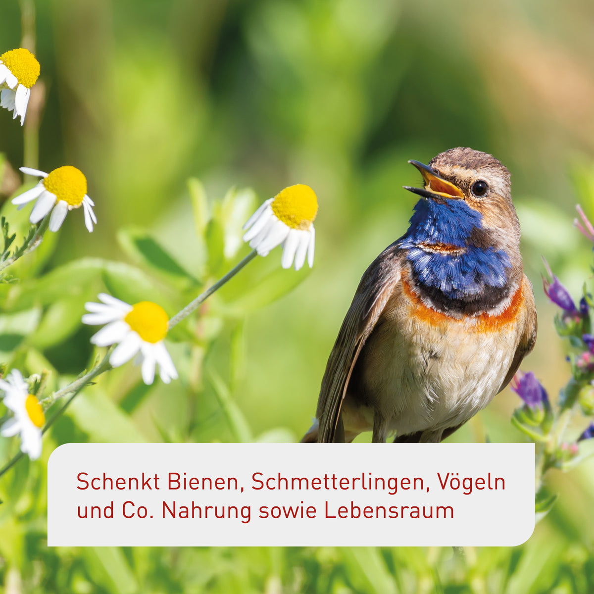 Set für einen insekten- und vogelfreundlichen Balkon