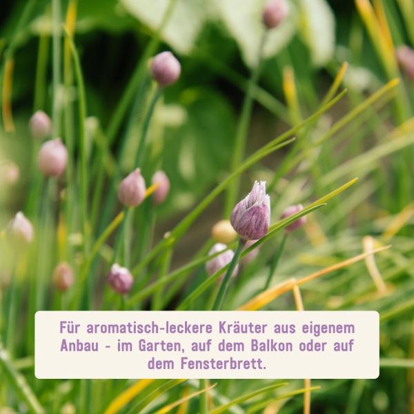 Kräuter-Saatgut