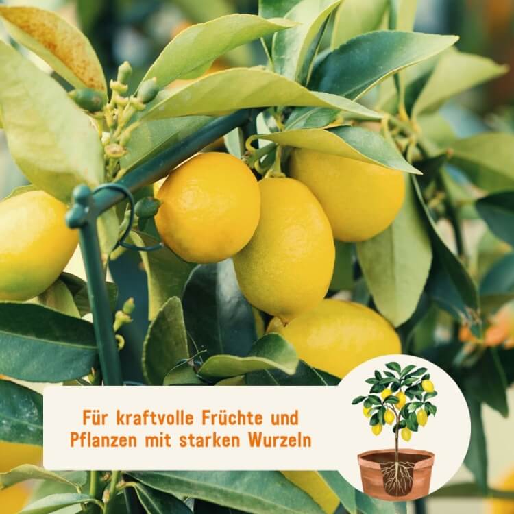 Zitronendünger von Plantura