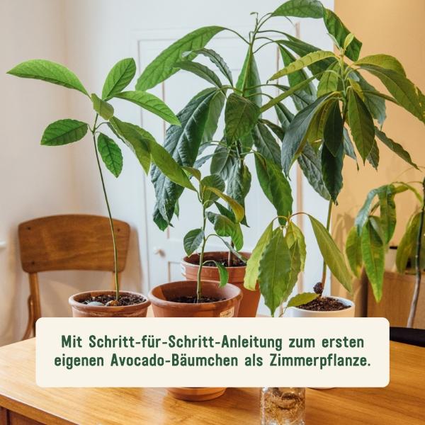 Avocado Regrowing